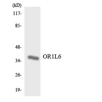 Olfactory receptor 1L6 rabbit pAb Antibody