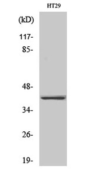 Olfactory receptor 2A25 rabbit pAb Antibody
