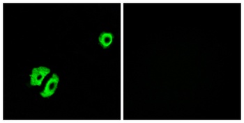 Olfactory receptor 2A25 rabbit pAb Antibody