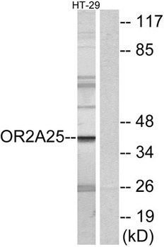 Olfactory receptor 2A25 rabbit pAb Antibody
