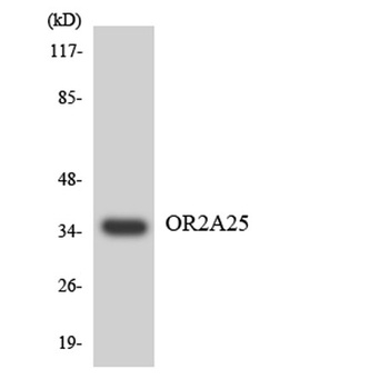 Olfactory receptor 2A25 rabbit pAb Antibody