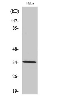 Olfactory receptor 2A4/7 rabbit pAb Antibody