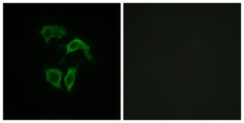 Olfactory receptor 2A4/7 rabbit pAb Antibody