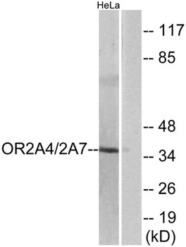 Olfactory receptor 2A4/7 rabbit pAb Antibody