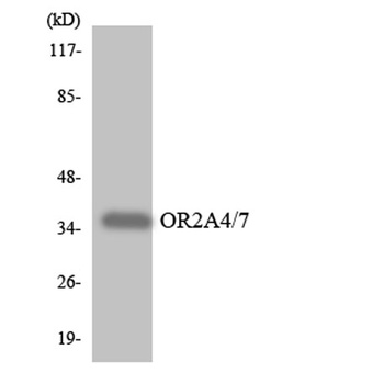 Olfactory receptor 2A4/7 rabbit pAb Antibody