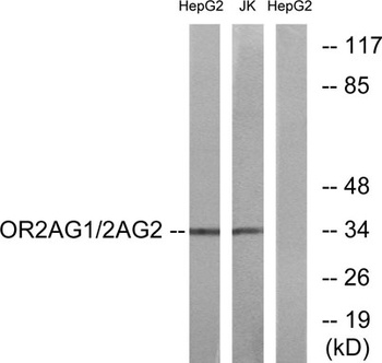 Olfactory receptor 2AG1/2 rabbit pAb Antibody