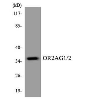 Olfactory receptor 2AG1/2 rabbit pAb Antibody