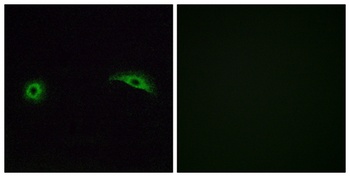 Olfactory receptor 2J2 rabbit pAb Antibody