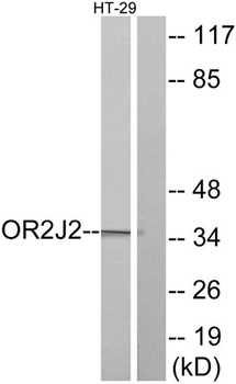 Olfactory receptor 2J2 rabbit pAb Antibody