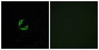 Olfactory receptor 2K2 rabbit pAb Antibody
