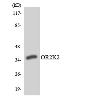 Olfactory receptor 2K2 rabbit pAb Antibody