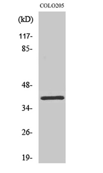 Olfactory receptor 2L5 rabbit pAb Antibody