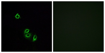 Olfactory receptor 2L5 rabbit pAb Antibody