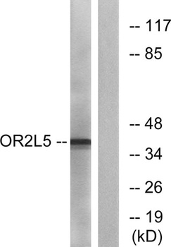 Olfactory receptor 2L5 rabbit pAb Antibody