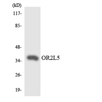 Olfactory receptor 2L5 rabbit pAb Antibody