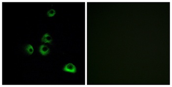 Olfactory receptor 2M7 rabbit pAb Antibody