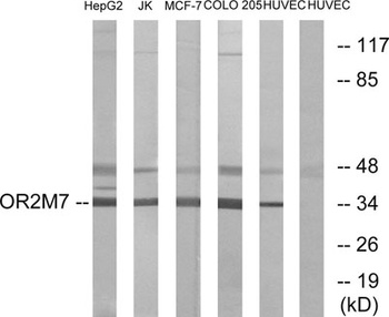 Olfactory receptor 2M7 rabbit pAb Antibody
