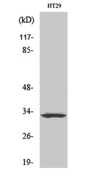 Olfactory receptor 2T1 rabbit pAb Antibody