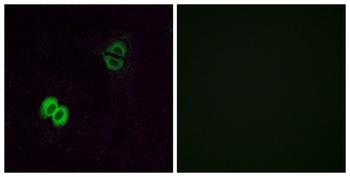 Olfactory receptor 2T1 rabbit pAb Antibody