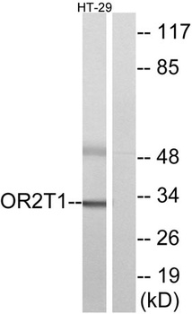 Olfactory receptor 2T1 rabbit pAb Antibody