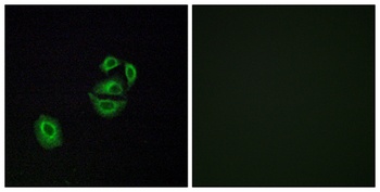 Olfactory receptor 2T2/35 rabbit pAb Antibody