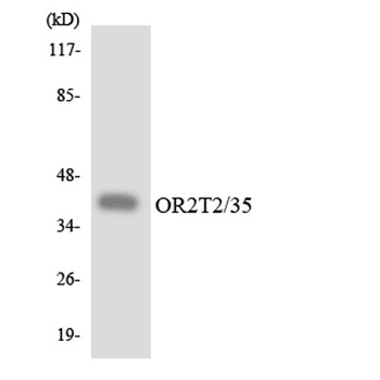 Olfactory receptor 2T2/35 rabbit pAb Antibody