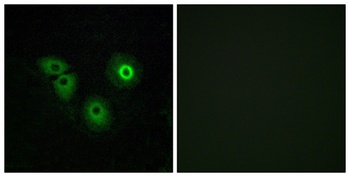 Olfactory receptor 4A15 rabbit pAb Antibody
