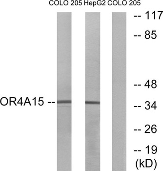 Olfactory receptor 4A15 rabbit pAb Antibody
