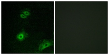 Olfactory receptor 4A16 rabbit pAb Antibody