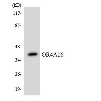 Olfactory receptor 4A16 rabbit pAb Antibody