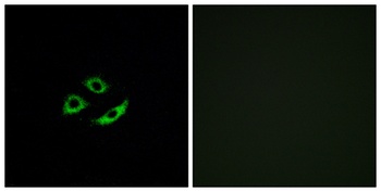 Olfactory receptor 4C12 rabbit pAb Antibody