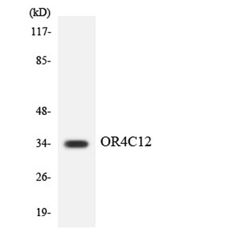Olfactory receptor 4C12 rabbit pAb Antibody