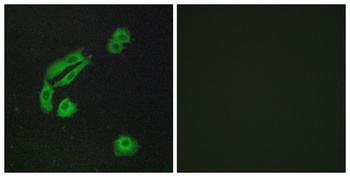 Olfactory receptor 4C13 rabbit pAb Antibody
