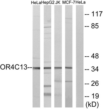 Olfactory receptor 4C13 rabbit pAb Antibody