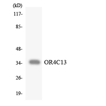 Olfactory receptor 4C13 rabbit pAb Antibody