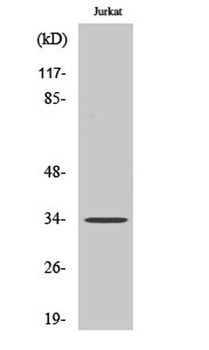 Olfactory receptor 4C15 rabbit pAb Antibody