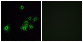 Olfactory receptor 4C15 rabbit pAb Antibody