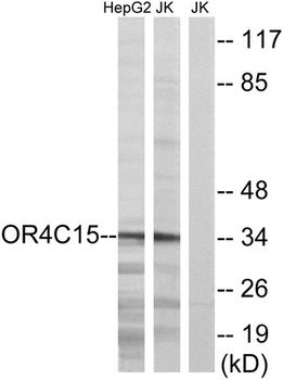 Olfactory receptor 4C15 rabbit pAb Antibody