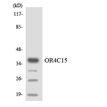 Olfactory receptor 4C15 rabbit pAb Antibody