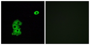Olfactory receptor 4C6 rabbit pAb Antibody