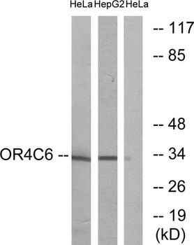 Olfactory receptor 4C6 rabbit pAb Antibody
