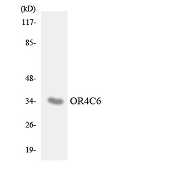 Olfactory receptor 4C6 rabbit pAb Antibody