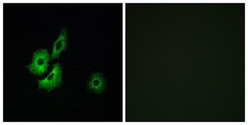 Olfactory receptor 4D1 rabbit pAb Antibody