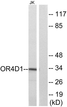 Olfactory receptor 4D1 rabbit pAb Antibody