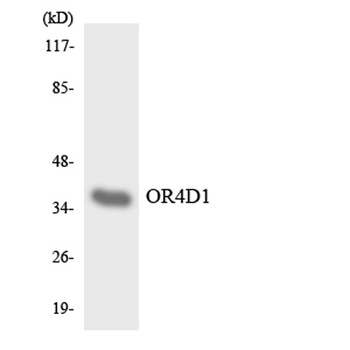 Olfactory receptor 4D1 rabbit pAb Antibody