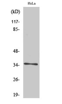 Olfactory receptor 4K14 rabbit pAb Antibody