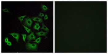 Olfactory receptor 4K14 rabbit pAb Antibody