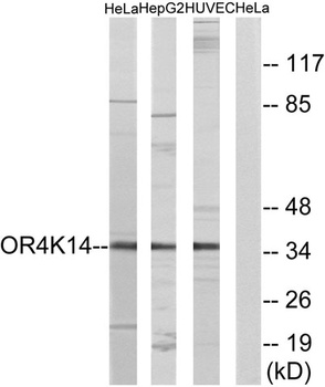 Olfactory receptor 4K14 rabbit pAb Antibody