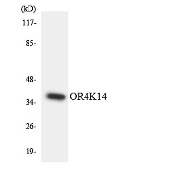 Olfactory receptor 4K14 rabbit pAb Antibody