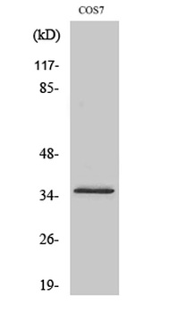 Olfactory receptor 4K14 rabbit pAb Antibody